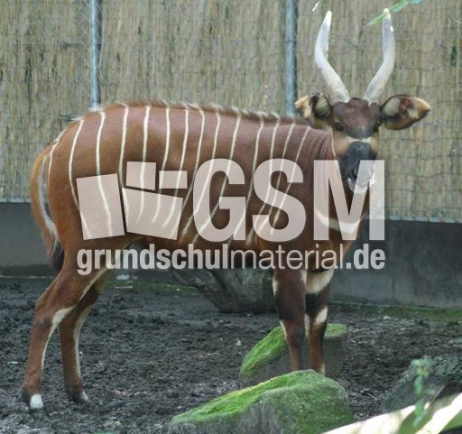 Bongo.jpg